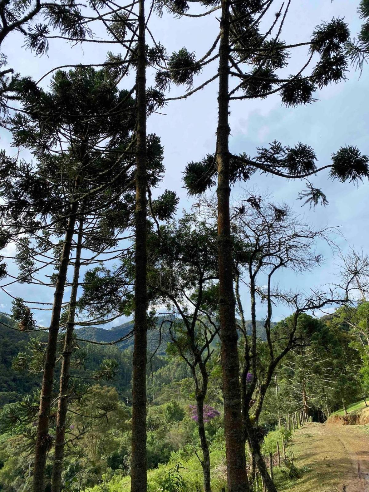 Chales Fazenda Floresta Das Araucarias Cunha Exteriér fotografie
